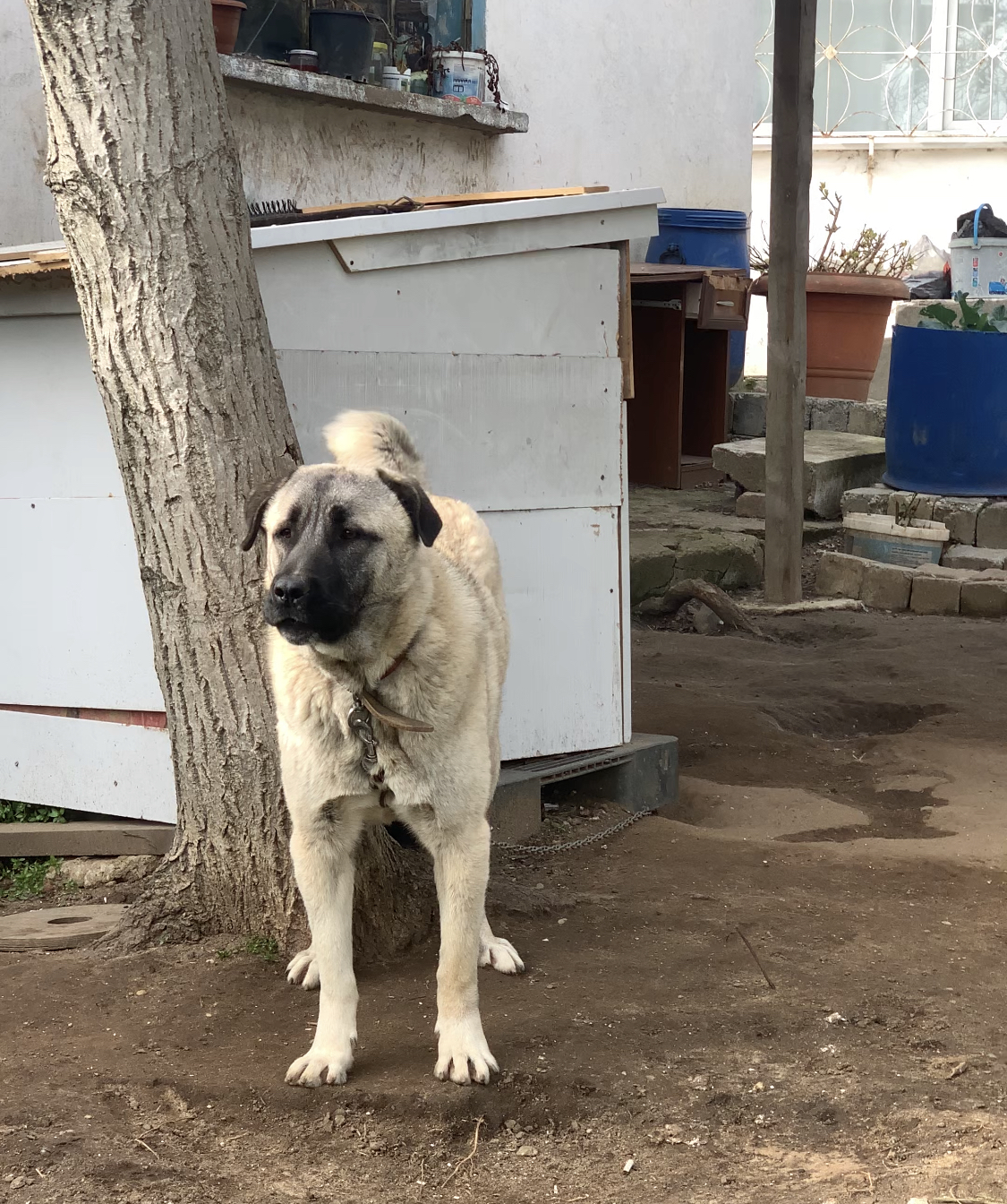 Kangal Köpeğim ile sorunum var