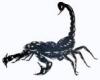 Scorpion1 - ait Kullanıcı Resmi (Avatar)