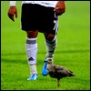 enTURK_Baho - ait Kullanıcı Resmi (Avatar)