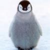 Penguin - ait Kullanıcı Resmi (Avatar)