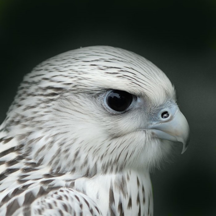 Gyrfalcon - ait Kullanıcı Resmi (Avatar)