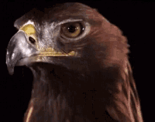 Hawk8220