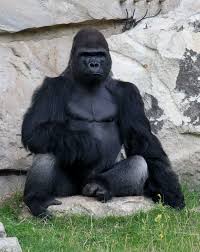 iam1Goril
