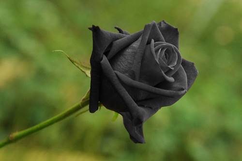 blackroses