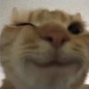 virginfox