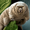 Tardigrada