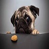 rocher
