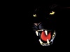 BlacCcK