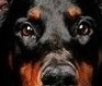dobermanlar