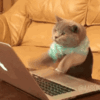 DDeveloper