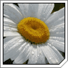 FlairBey