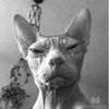 Morciego