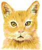 yellowCats