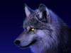 mehmet_44