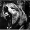 rexwolf