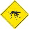 Mosquito