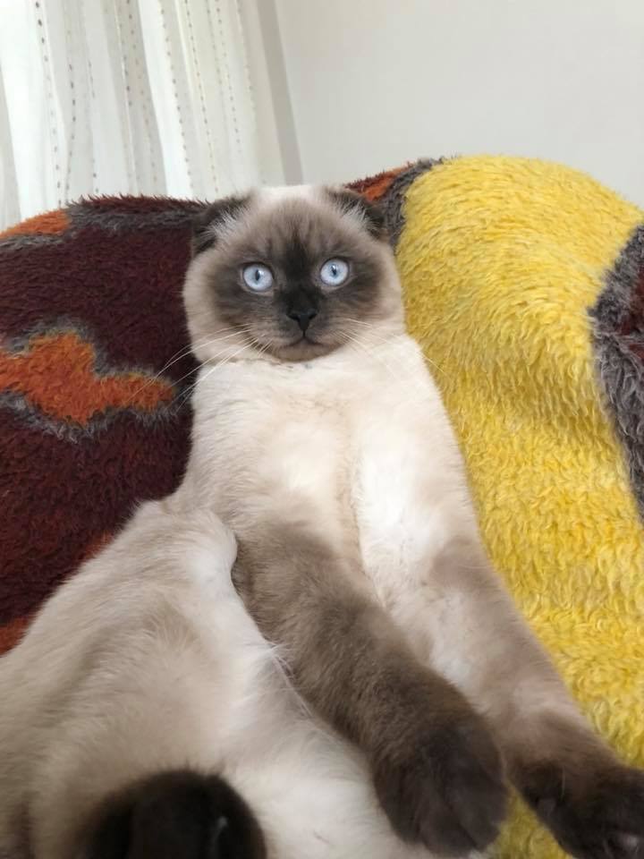 FERDI