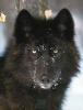 Wolfsschanze