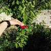 frktncdmr