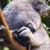creepykoala