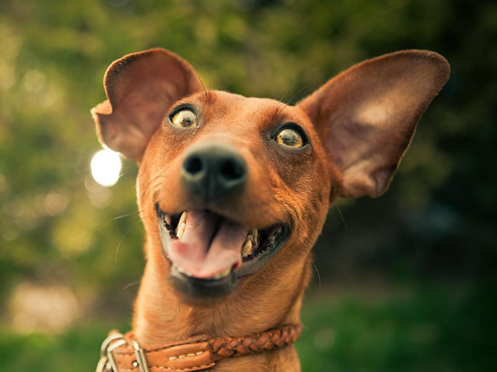 ���� � �������� ������� ��������